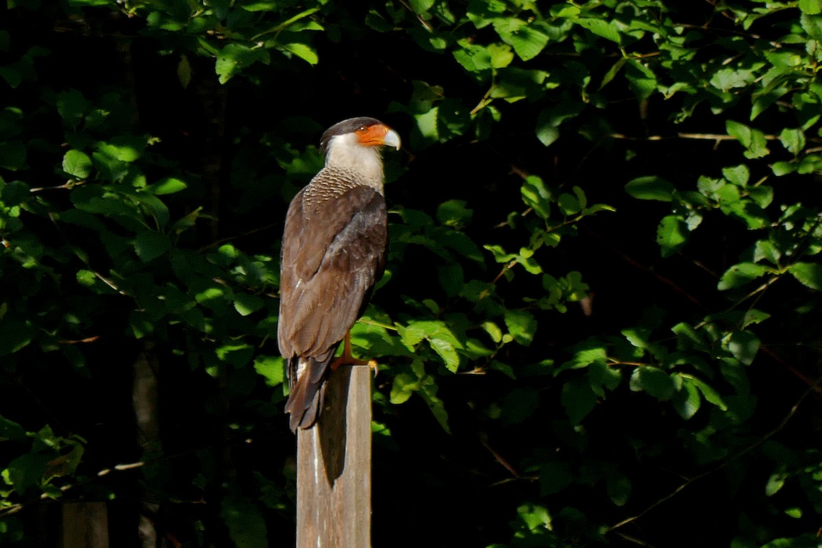 Caracara huppé (cheriway) - ML127399531