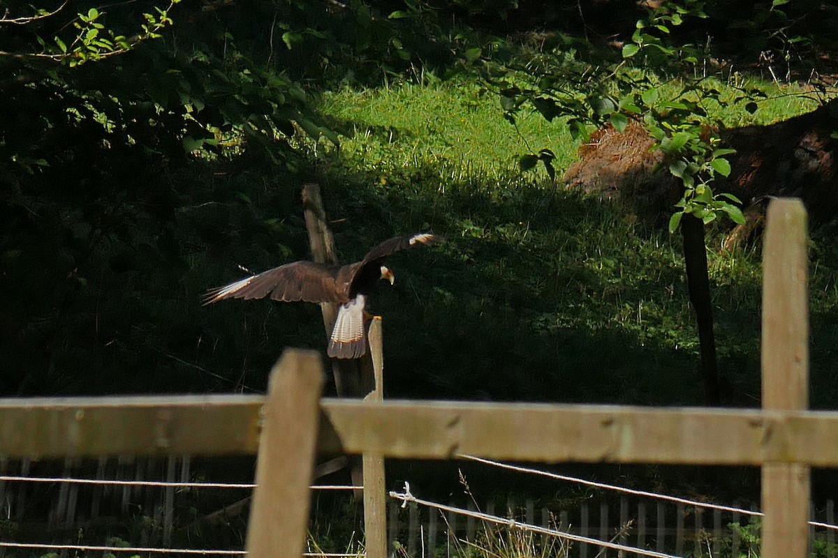 Crested Caracara (Northern) - Grace Oliver