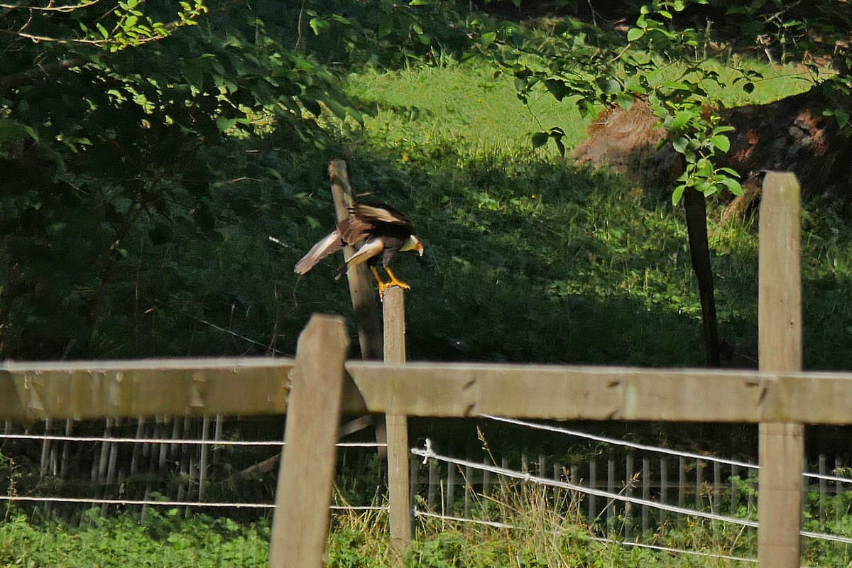 Crested Caracara (Northern) - ML127399571