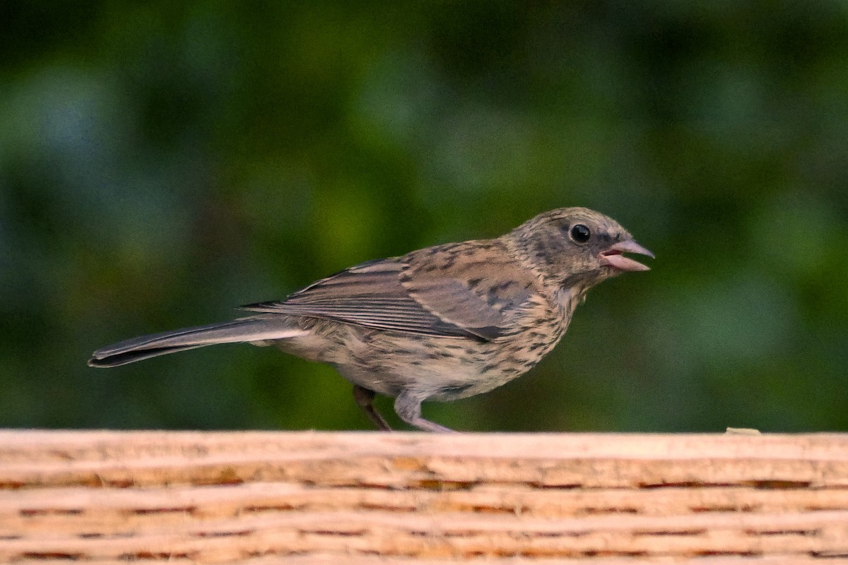 Dark-eyed Junco (Oregon) - Grace Oliver