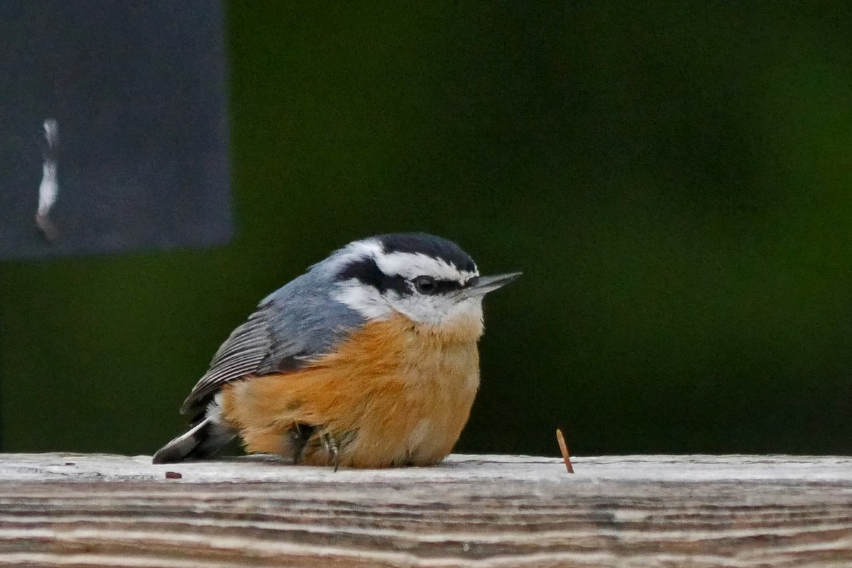 Red-breasted Nuthatch - Grace Oliver