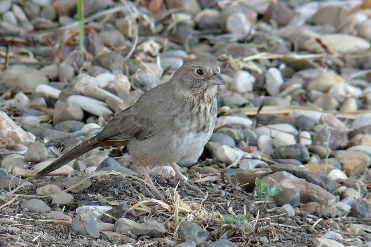 Canyon Towhee - Grace Oliver