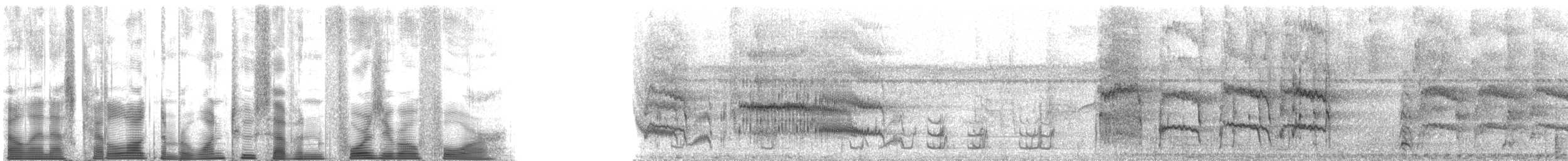 oransjekronet hvitbukpapegøye (leucogaster) - ML127404