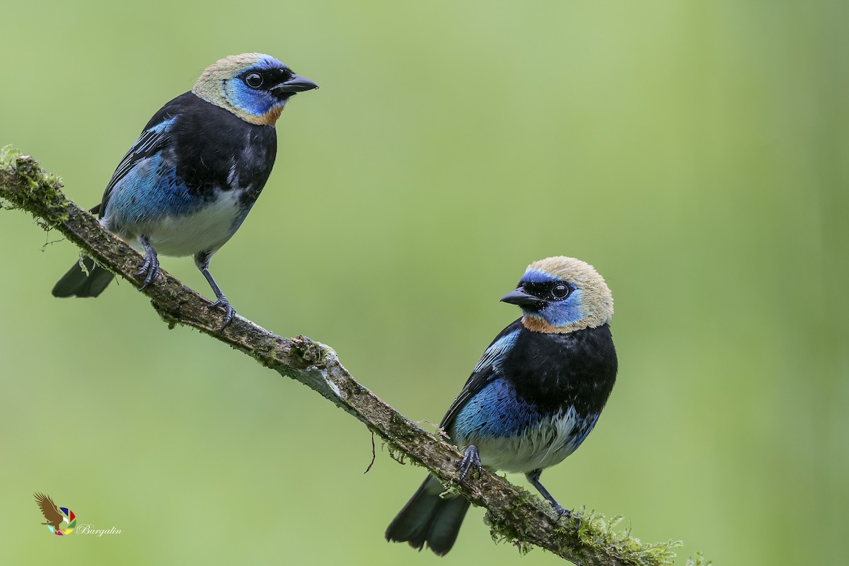 Golden-hooded Tanager - ML127404241