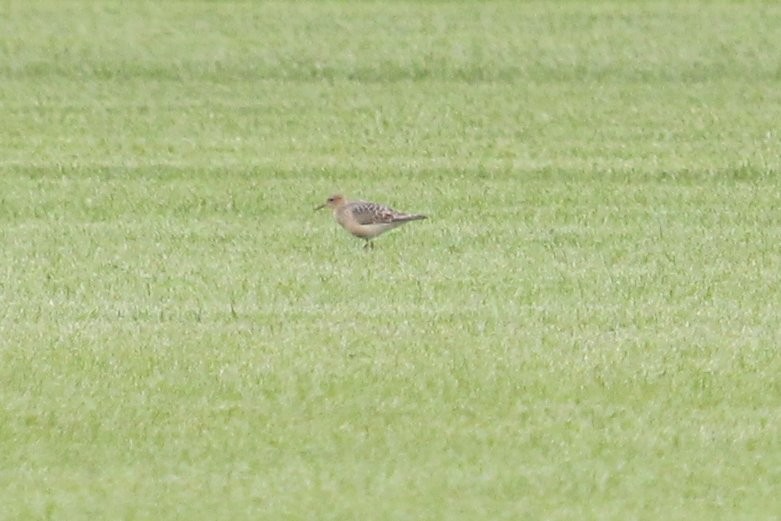 Buff-breasted Sandpiper - Jared Fisher