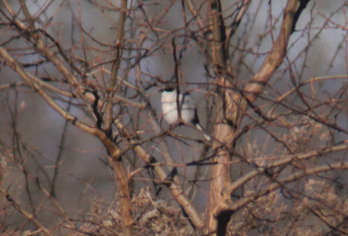 Loggerhead Shrike - Jared Fisher