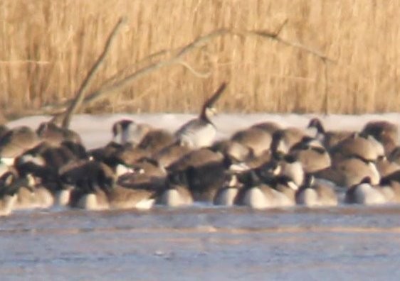 Barnacle Goose - ML127405701