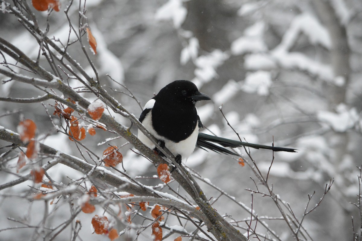 Black-billed Magpie - ML127405811