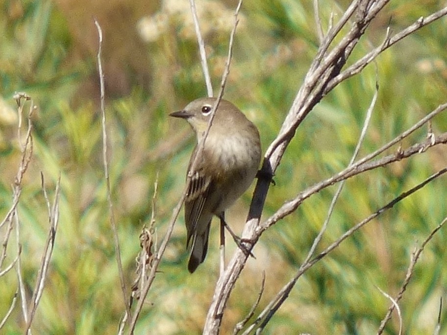 Yellow-rumped Warbler - ML127406231