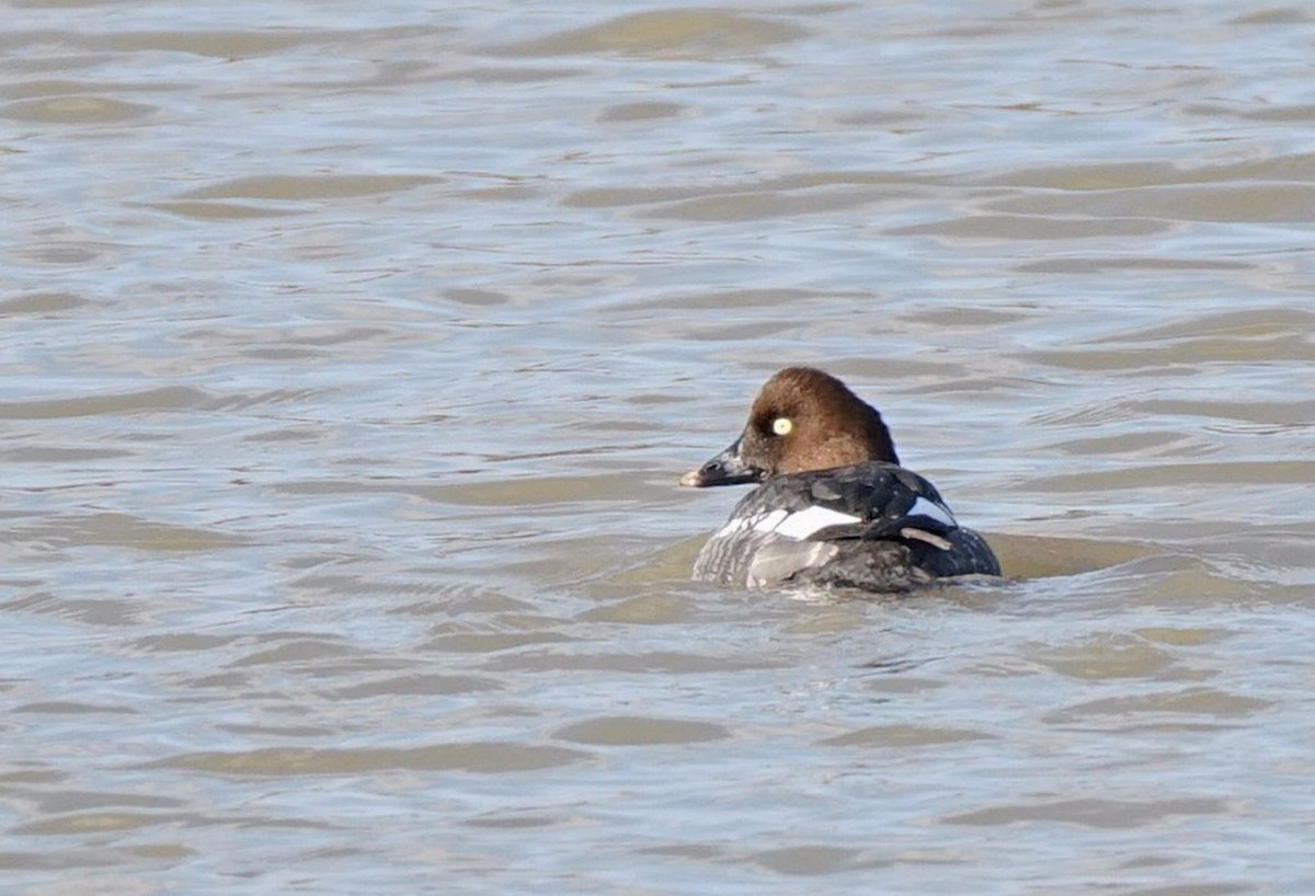 Common Goldeneye - ML127406671