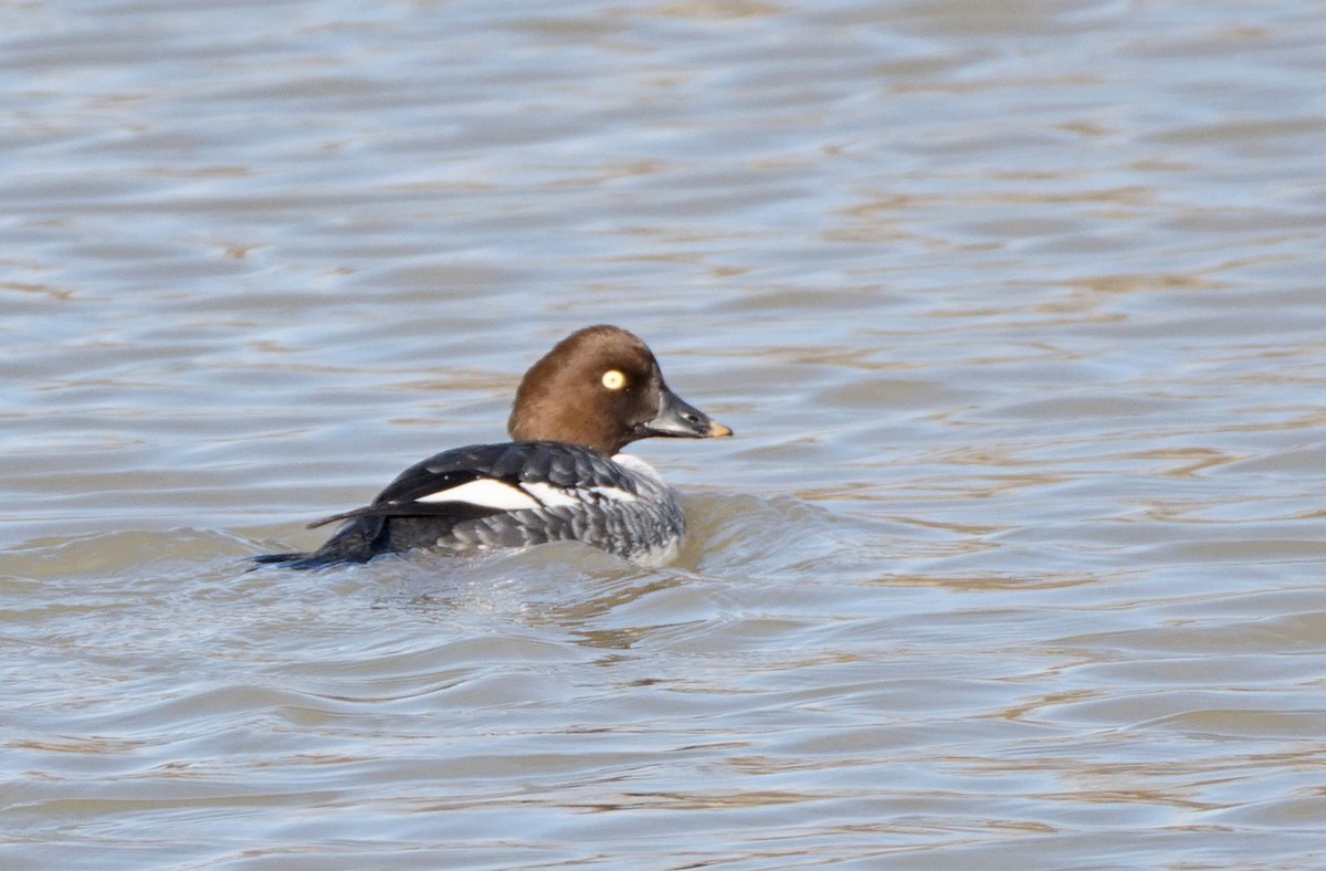 Common Goldeneye - ML127406681