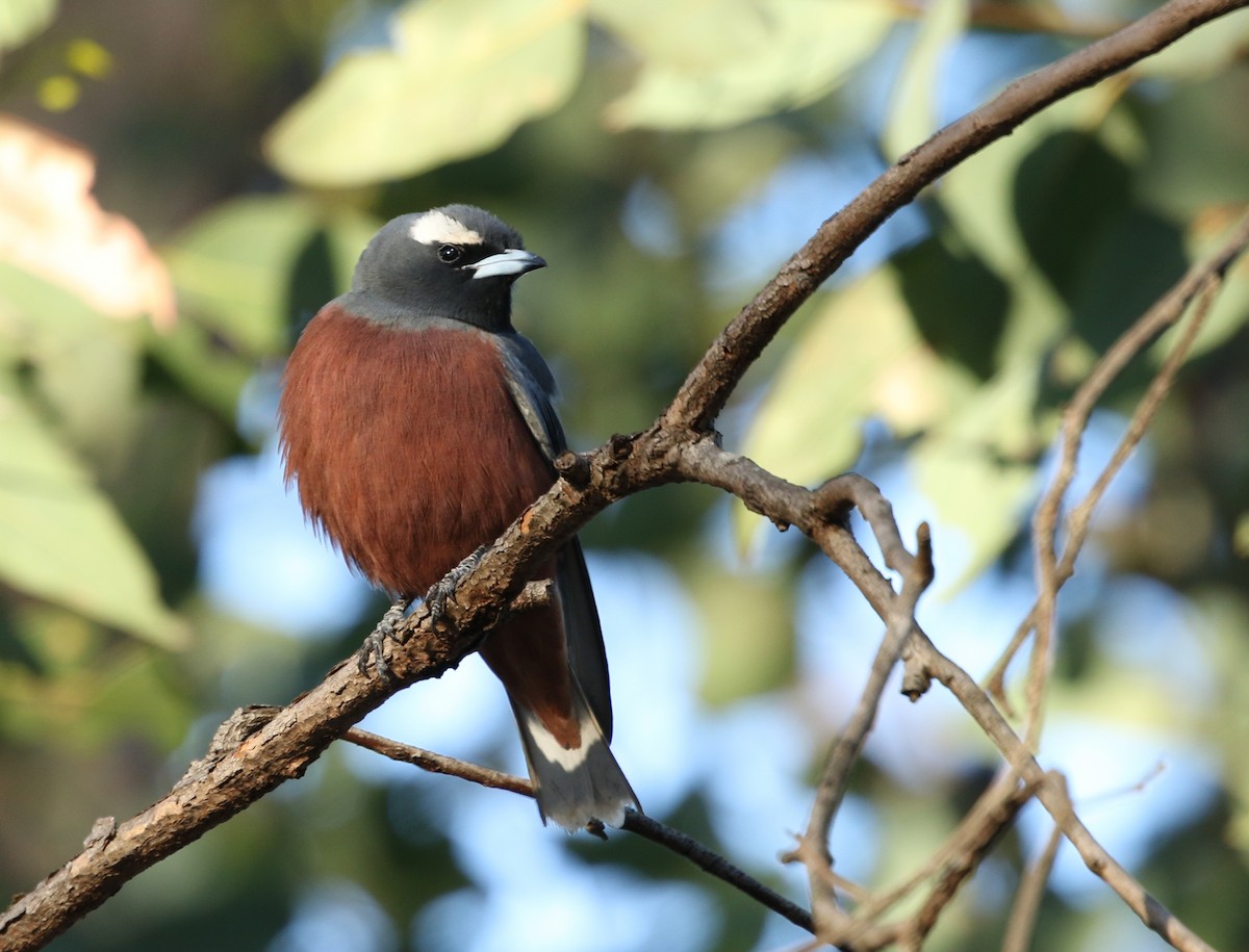 White-browed Woodswallow - ML127408281