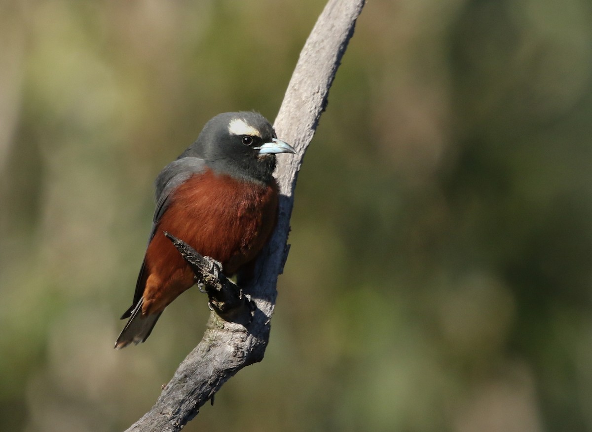 White-browed Woodswallow - ML127408351