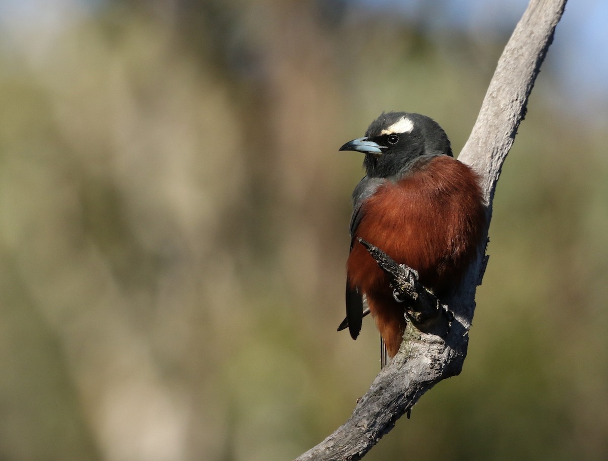 White-browed Woodswallow - ML127408391