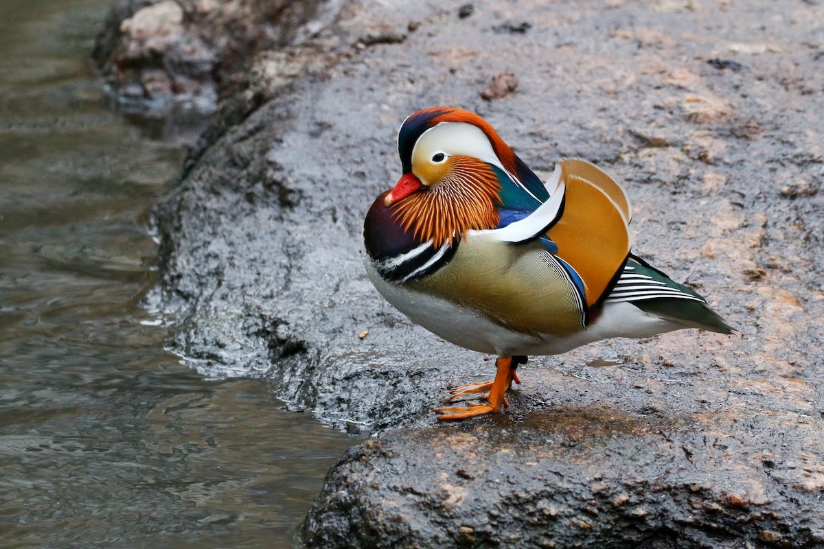 Mandarin Duck - ML127410731