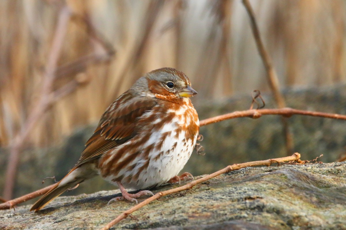 Fox Sparrow - ML127411071