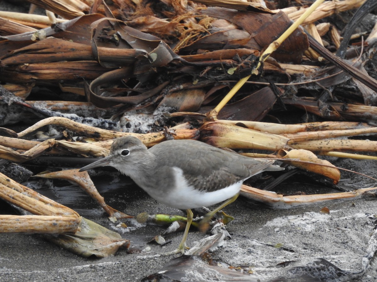 Spotted Sandpiper - ML127413131