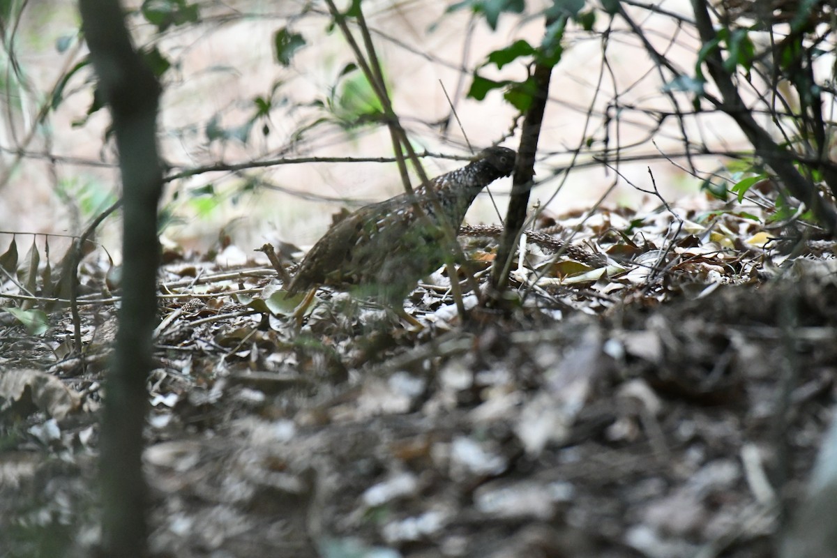 Black-breasted Buttonquail - ML127413141