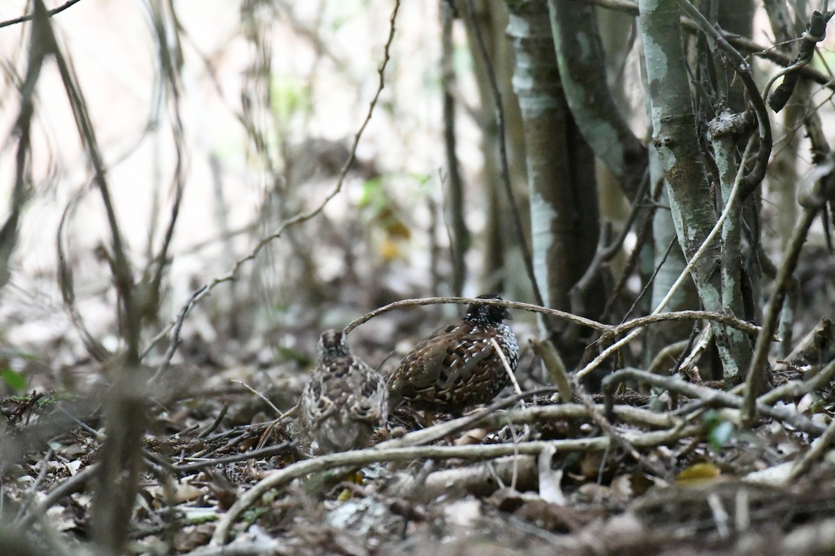 Black-breasted Buttonquail - ML127413161