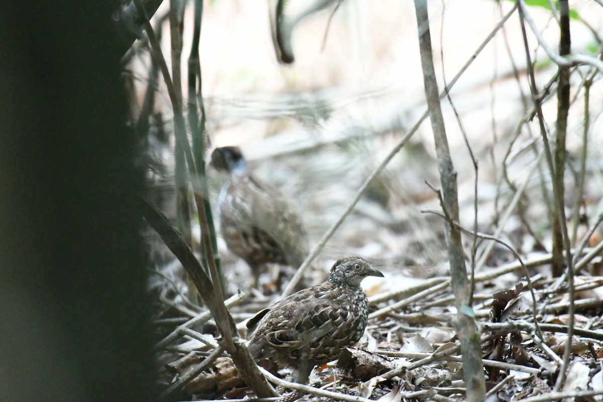 Black-breasted Buttonquail - ML127413901
