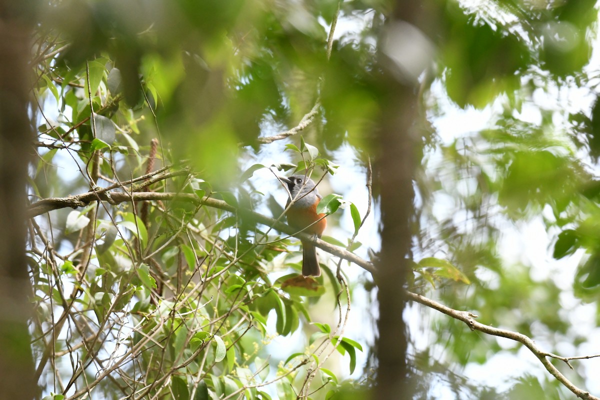 Black-faced Monarch - ML127414101