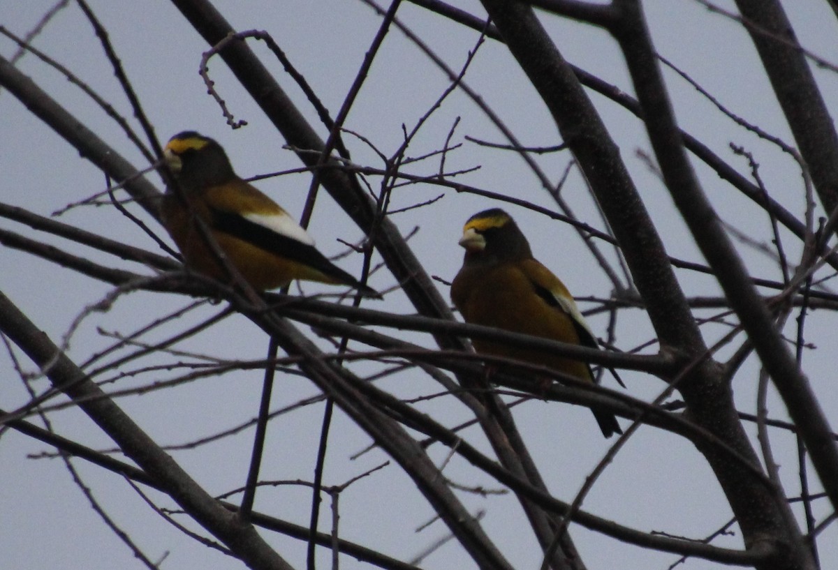 Evening Grosbeak - ML127415661