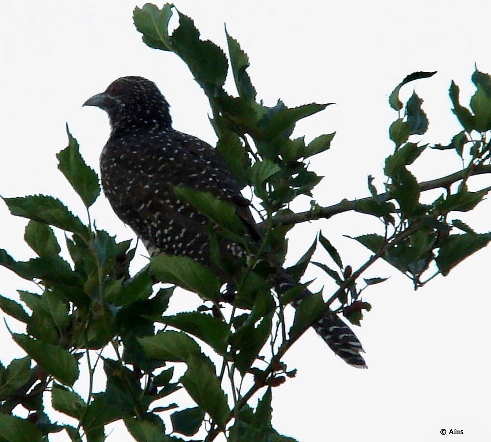 Asian Koel - ML127416501