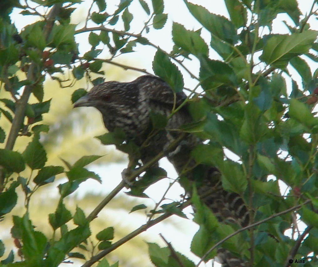 Asian Koel - ML127416511