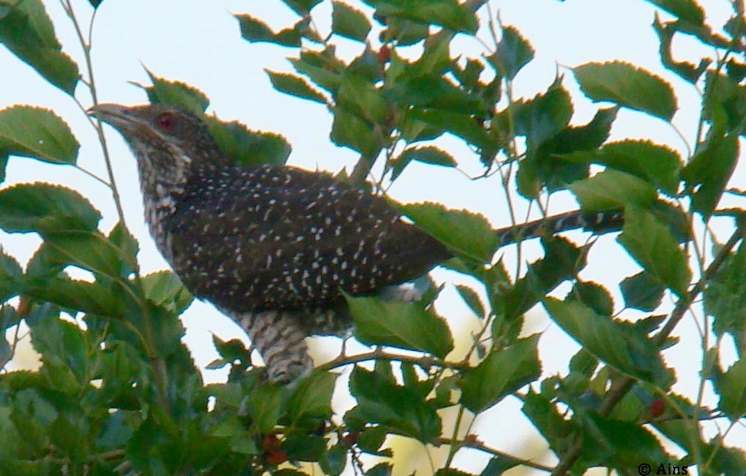 Asian Koel - ML127416521