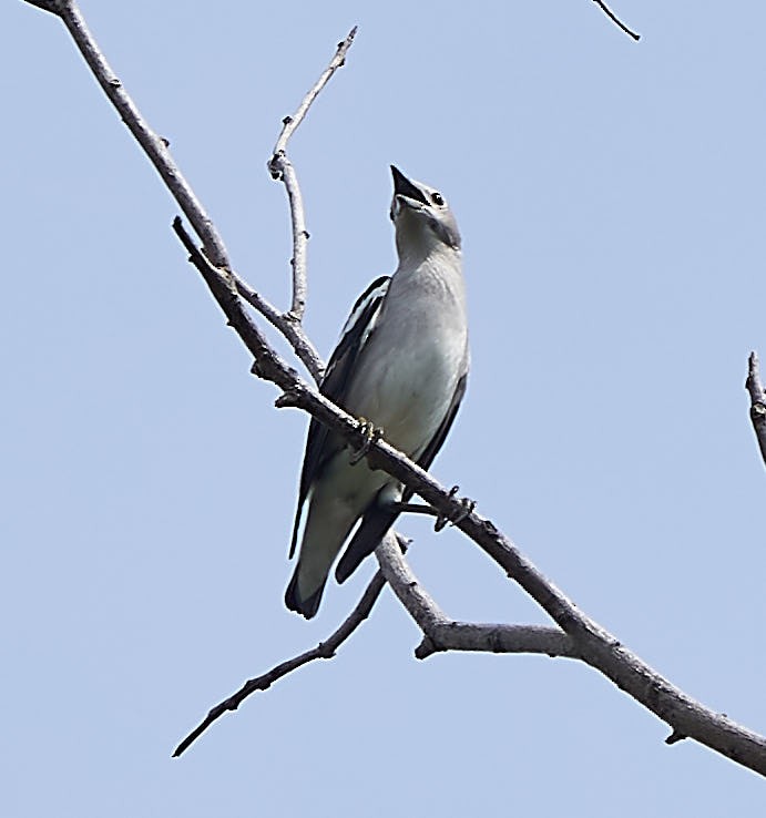 Daurian Starling - ML127418621