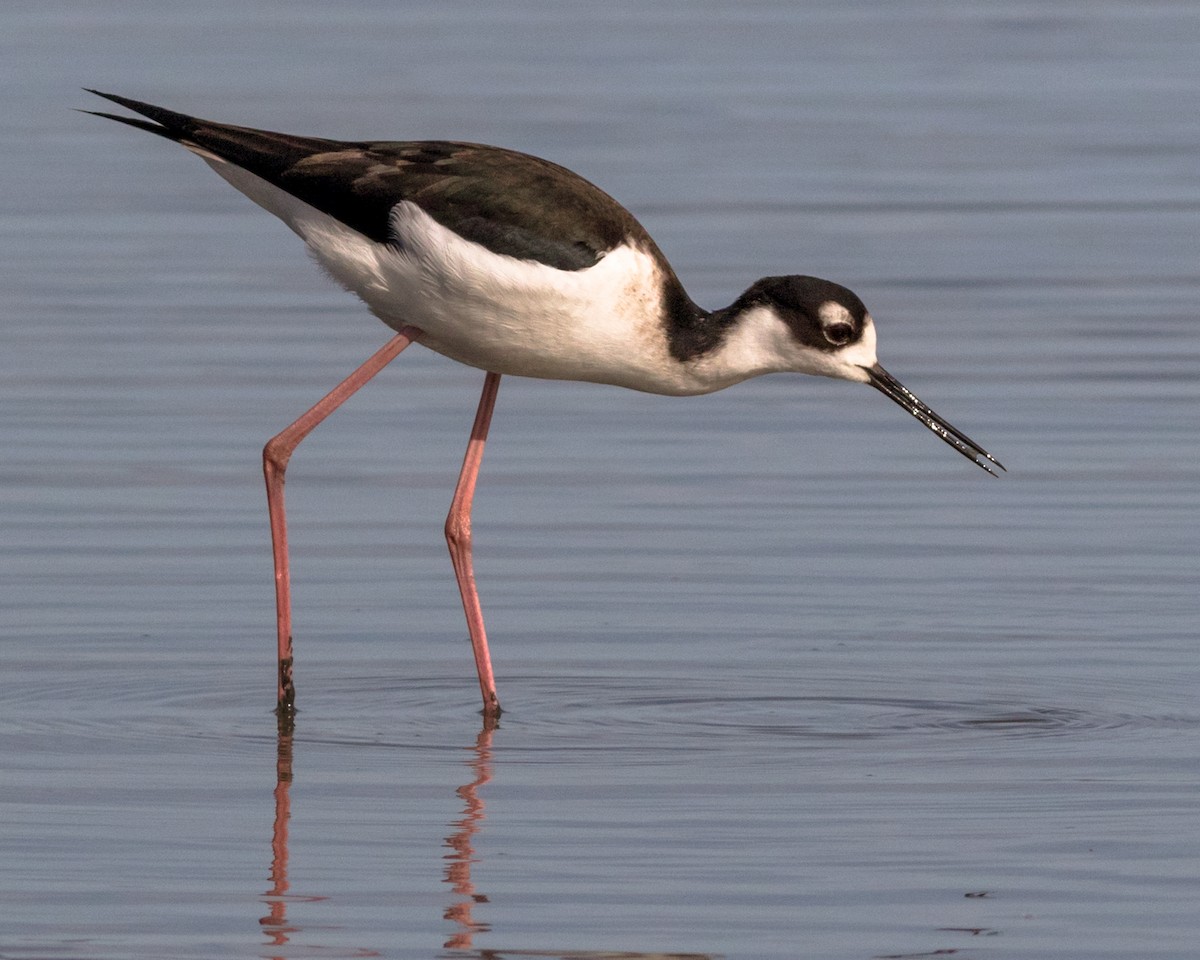 Black-necked Stilt - ML127420631