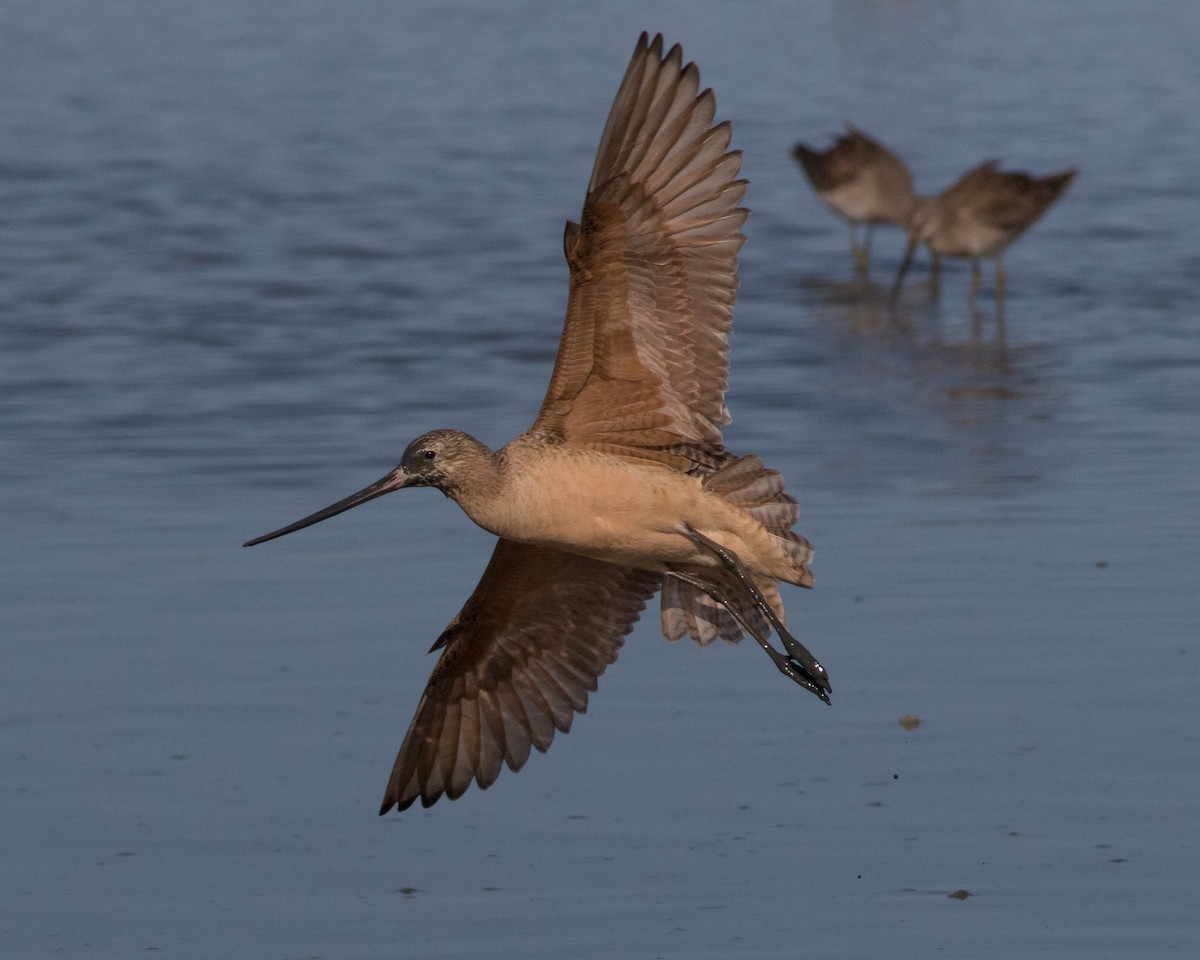 Marbled Godwit - ML127420961