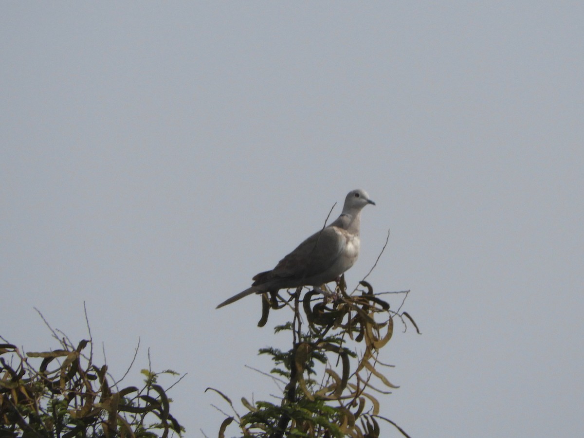 Eurasian Collared-Dove - Prashanth N S