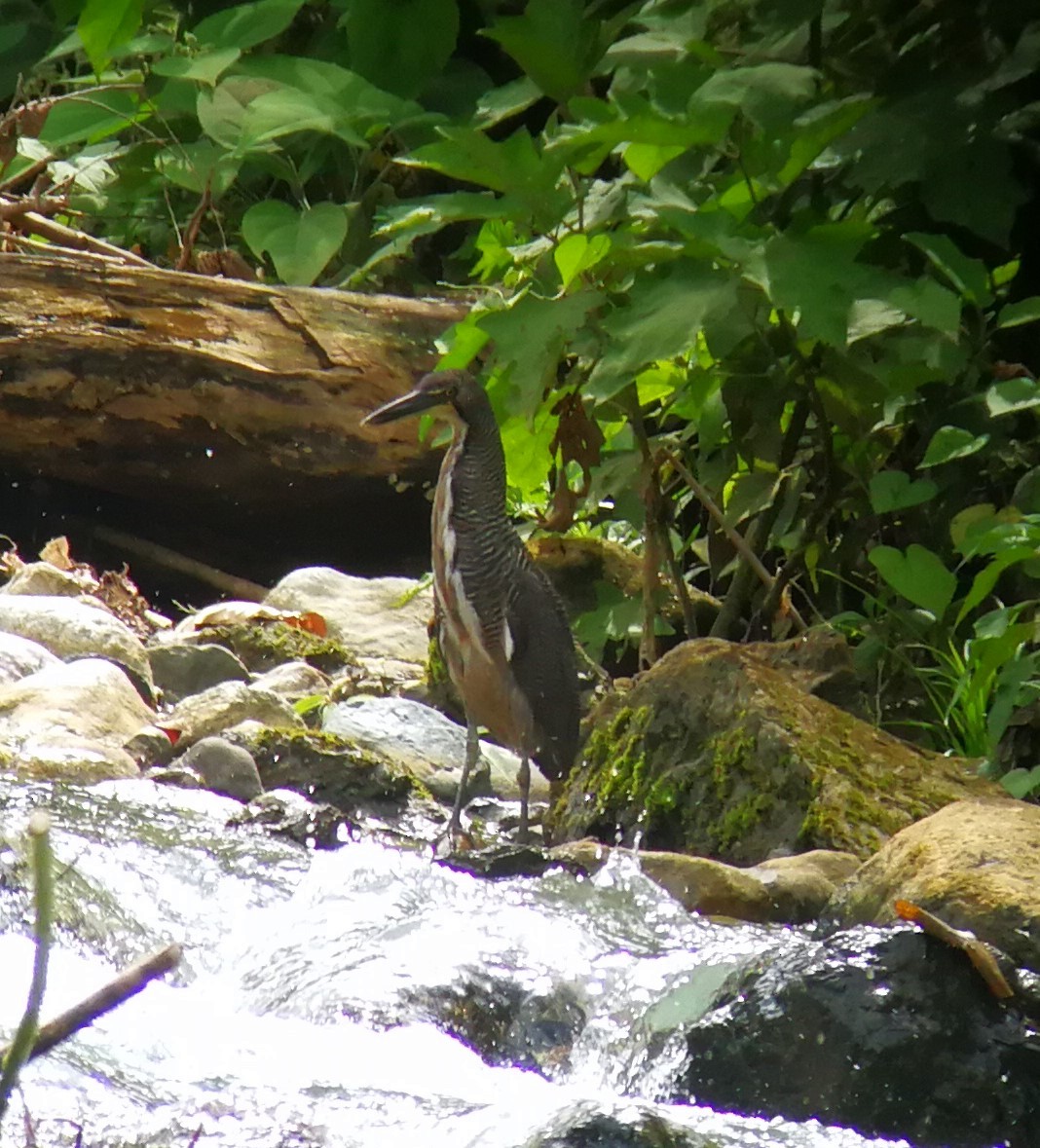 Fasciated Tiger-Heron - ML127422821