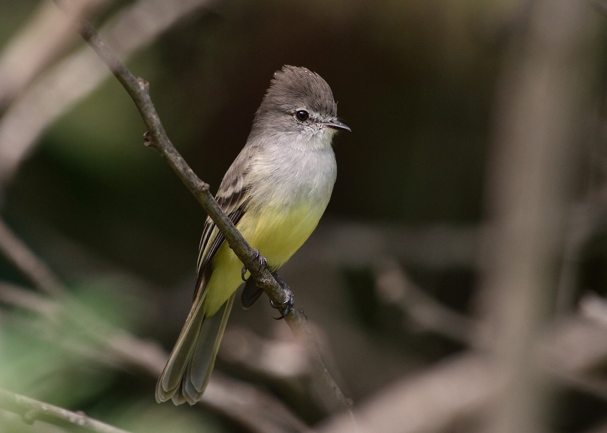 Northern Scrub-Flycatcher - Michiel Oversteegen