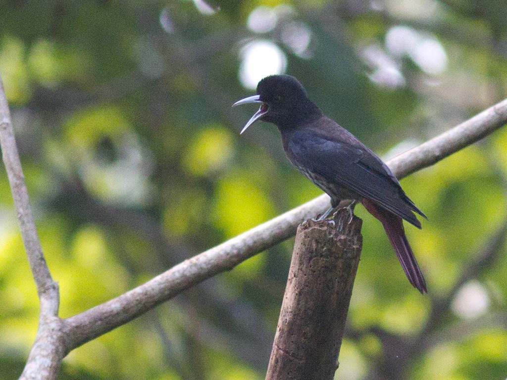 Maroon Oriole - Frode Falkenberg