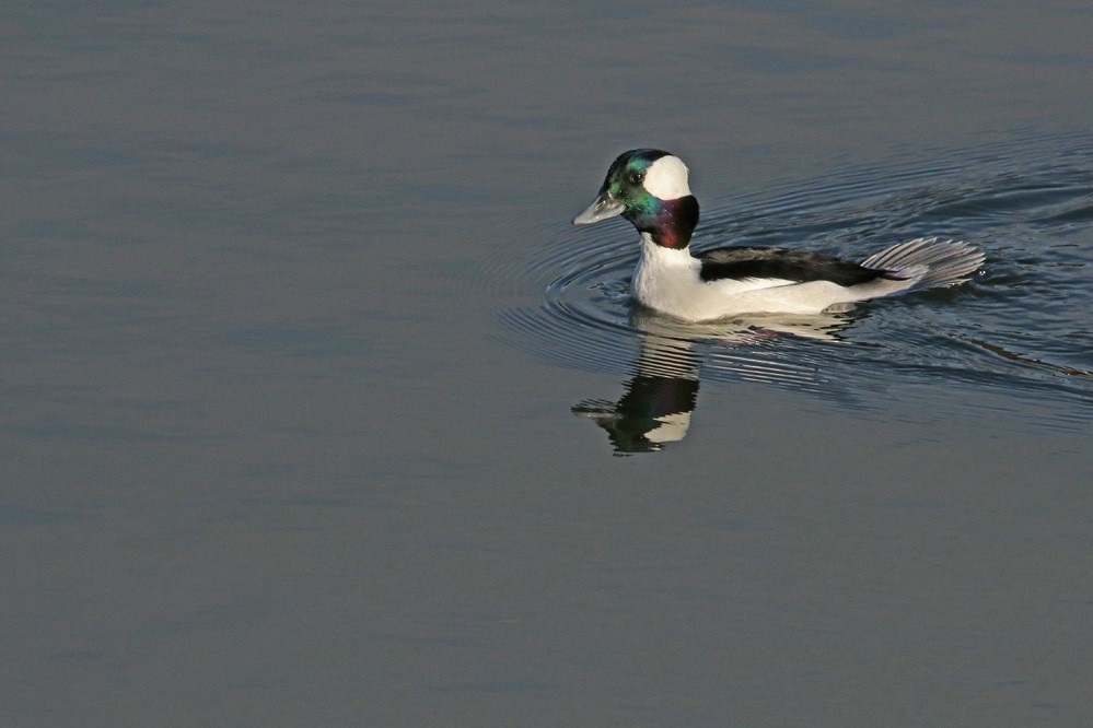 Bufflehead - Anonymous