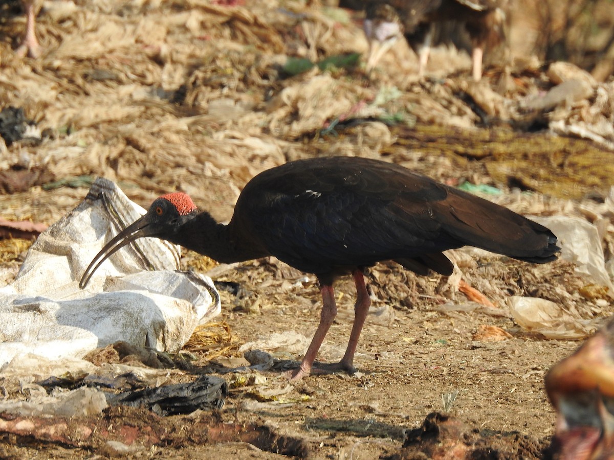 Red-naped Ibis - ML127426271