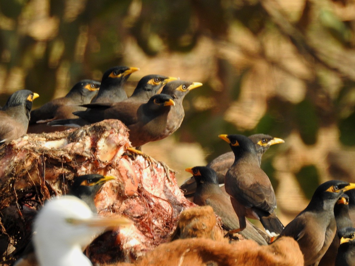 Common Myna - ML127426311