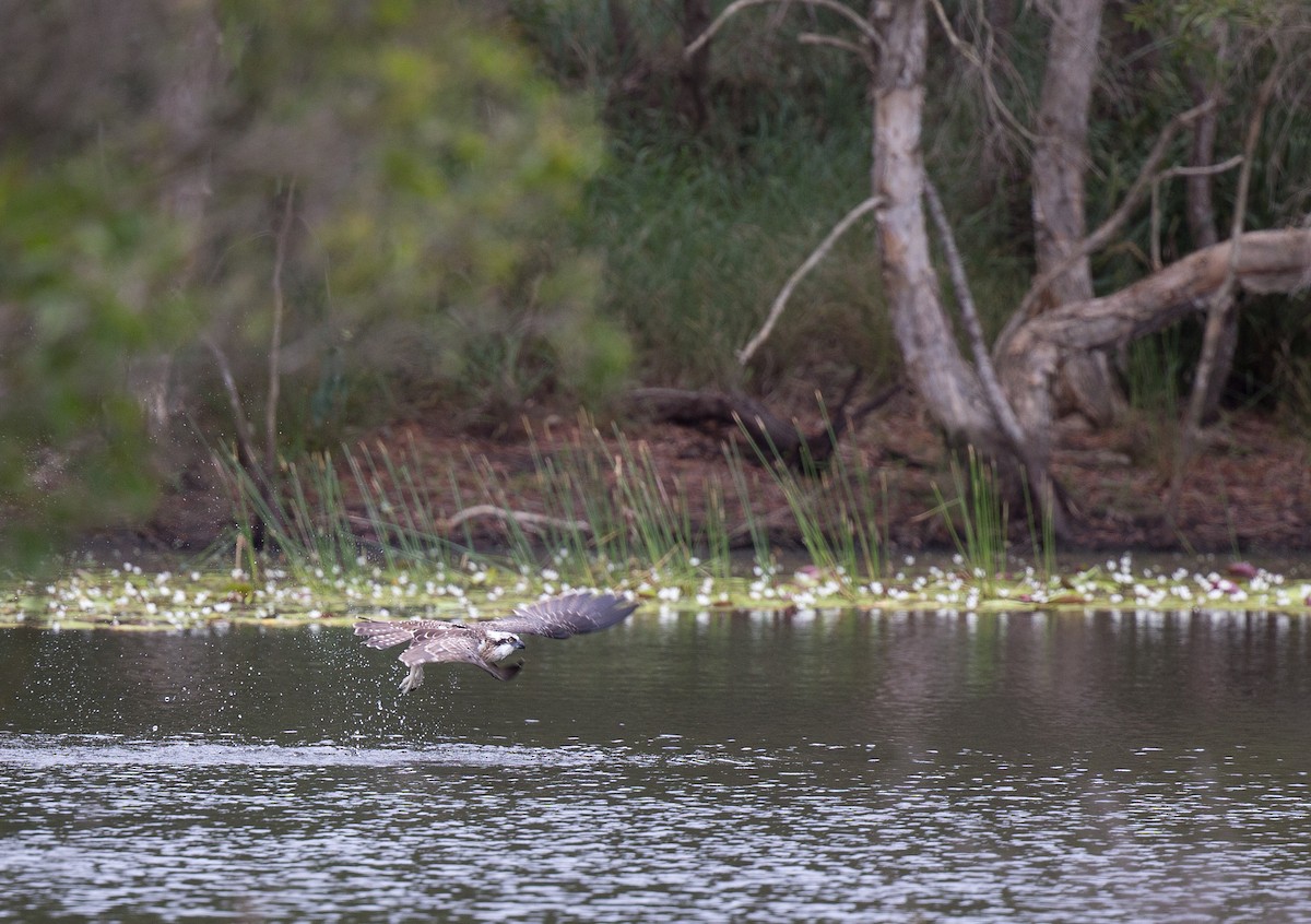 Osprey - ML127427261