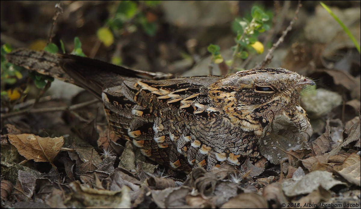 Indian Nightjar - ML127427541