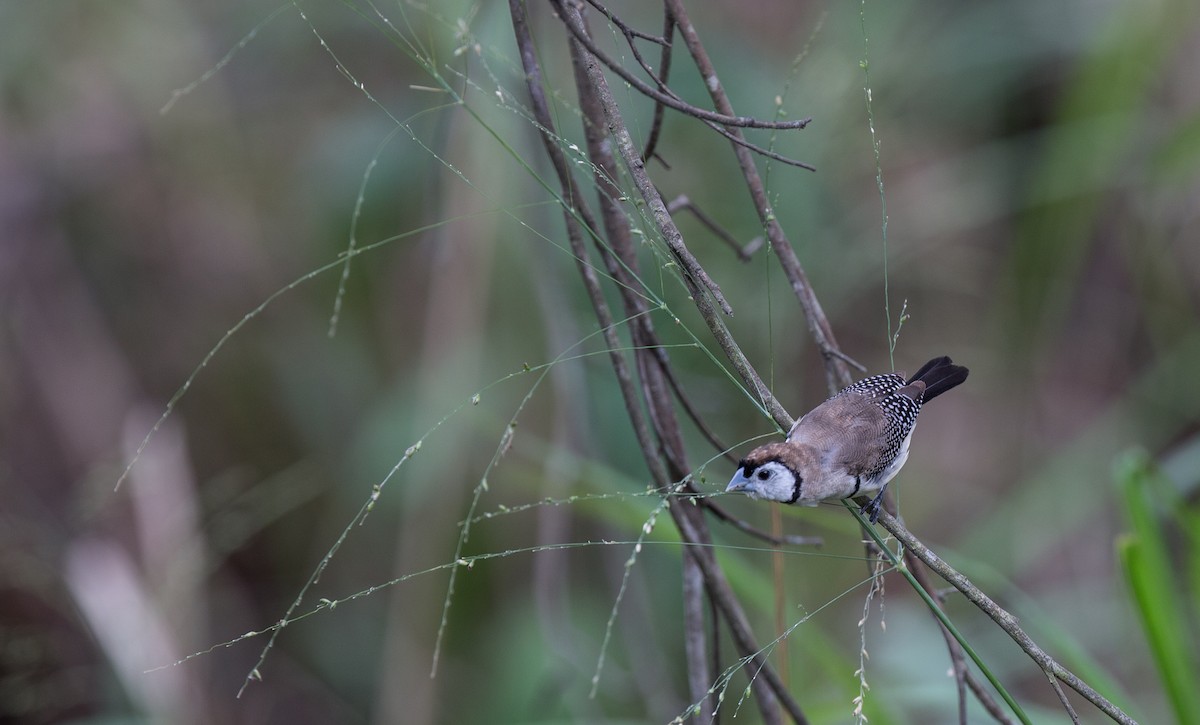 Double-barred Finch - ML127427981