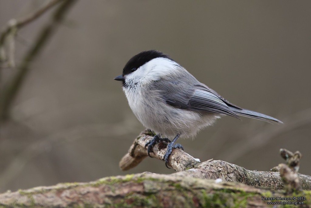 Willow Tit - Lasse Olsson