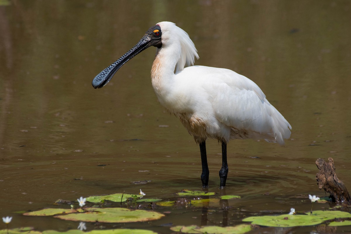 Royal Spoonbill - ML127428891