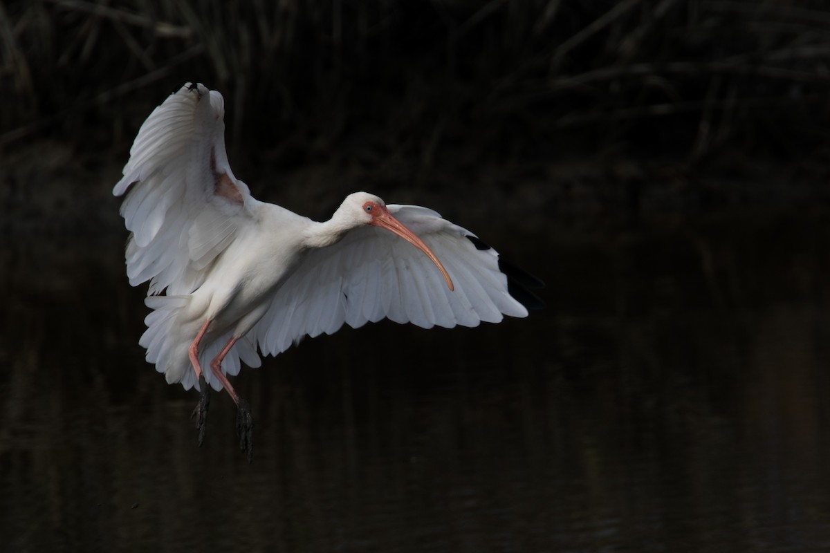 White Ibis - ML127429281