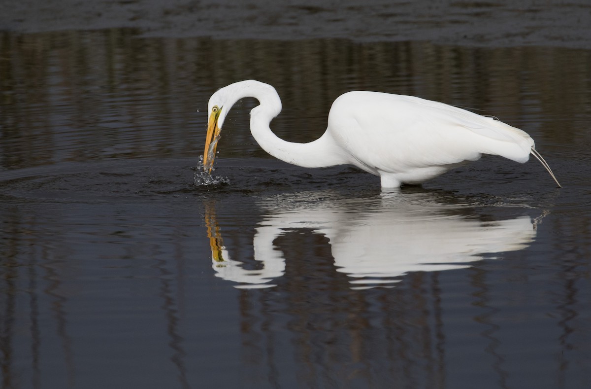 Great Egret - ML127429381