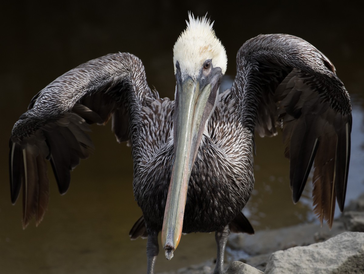 Brown Pelican - ML127429431