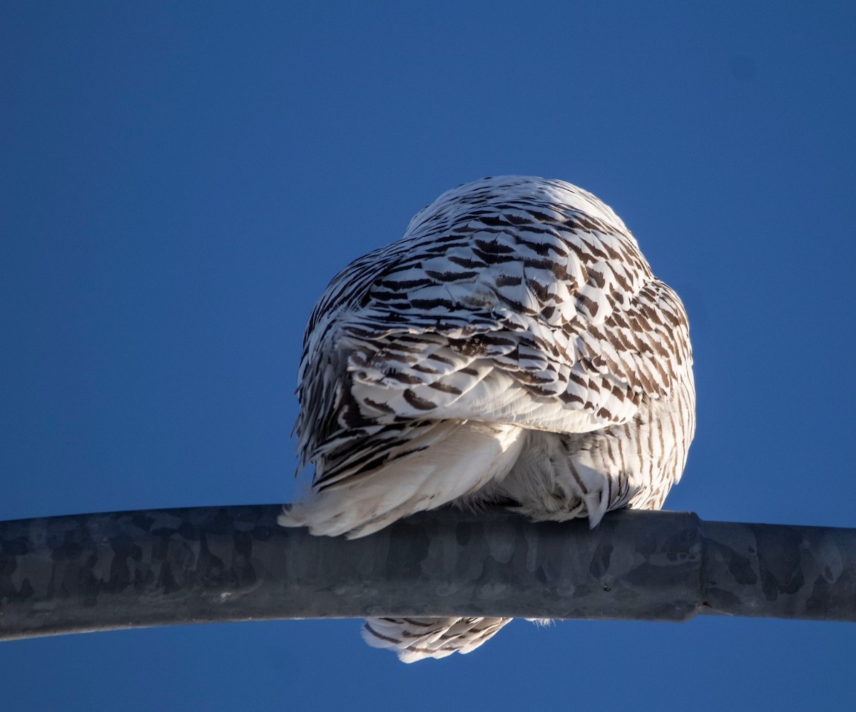 Snowy Owl - Andrew whitham
