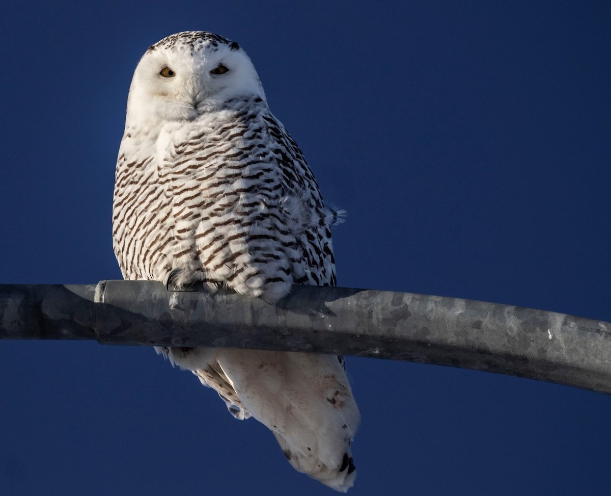 Snowy Owl - Andrew whitham