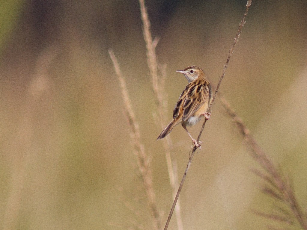 Zitting Cisticola - Frode Falkenberg